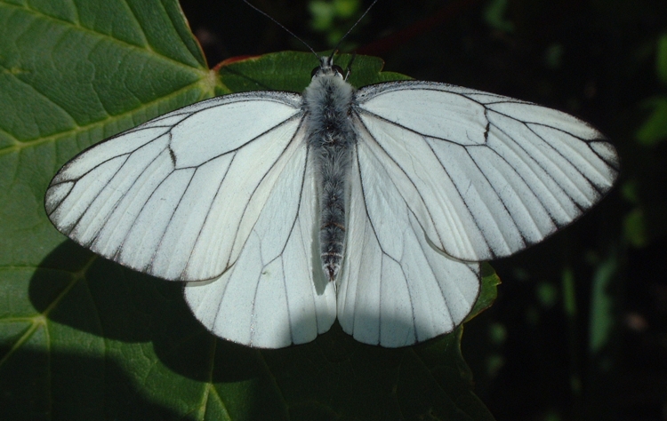 Aporia crataegi